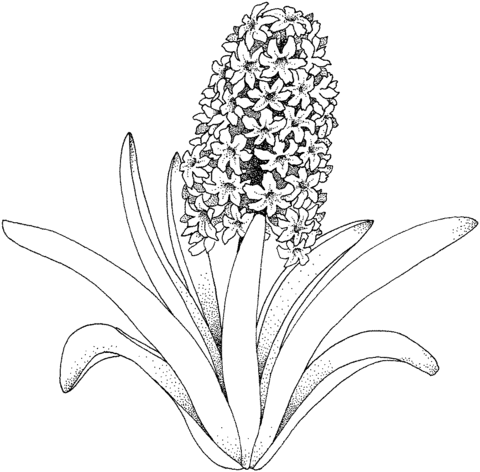 Hyacinth Flower Coloring Page